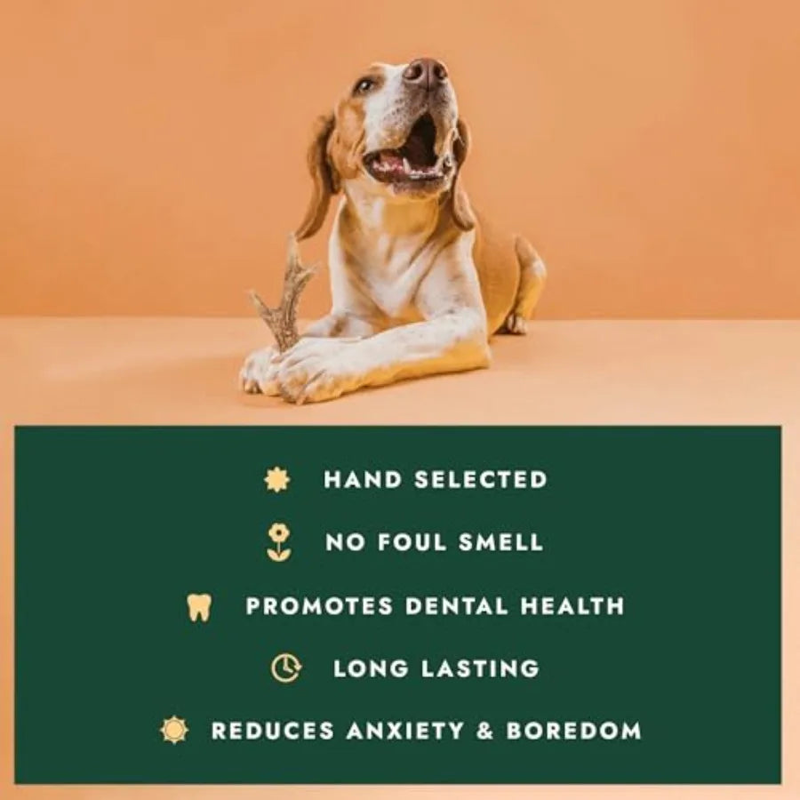 Naturally Shed Deer Antlers for Dogs - Long Lasting Dog Antler Chews for Aggressive Chewers Ethically Sourced from Scottish Highland